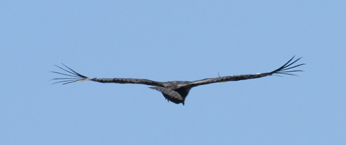Californian Condor